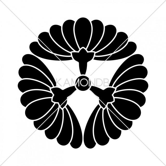 三つ横見菊