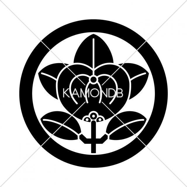 井伊橘