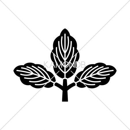 三つ葉柏