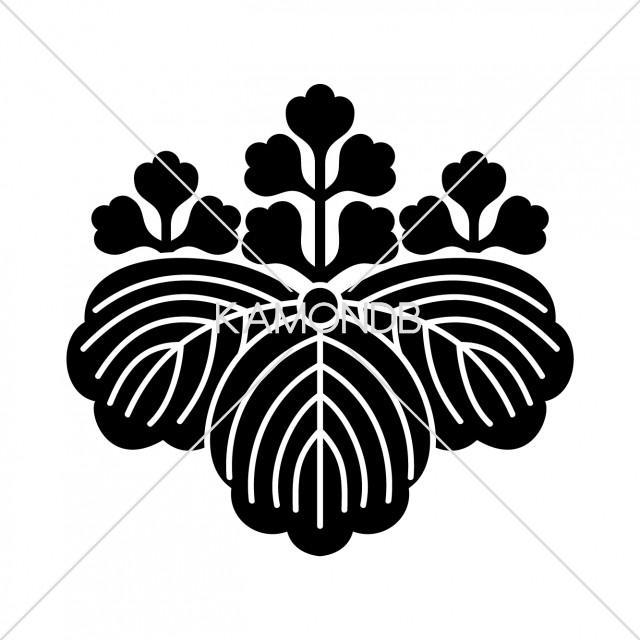 五三桐