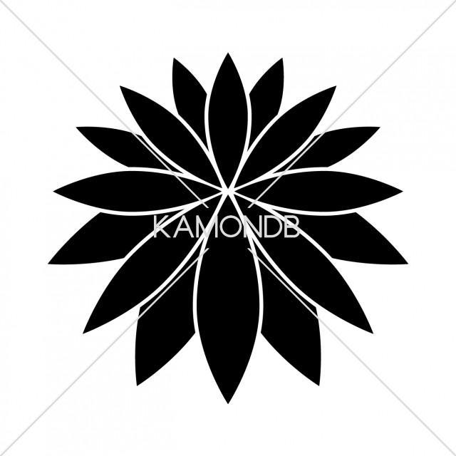 禿菊