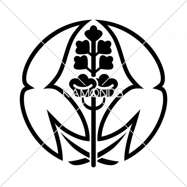 中陰抱沢瀉