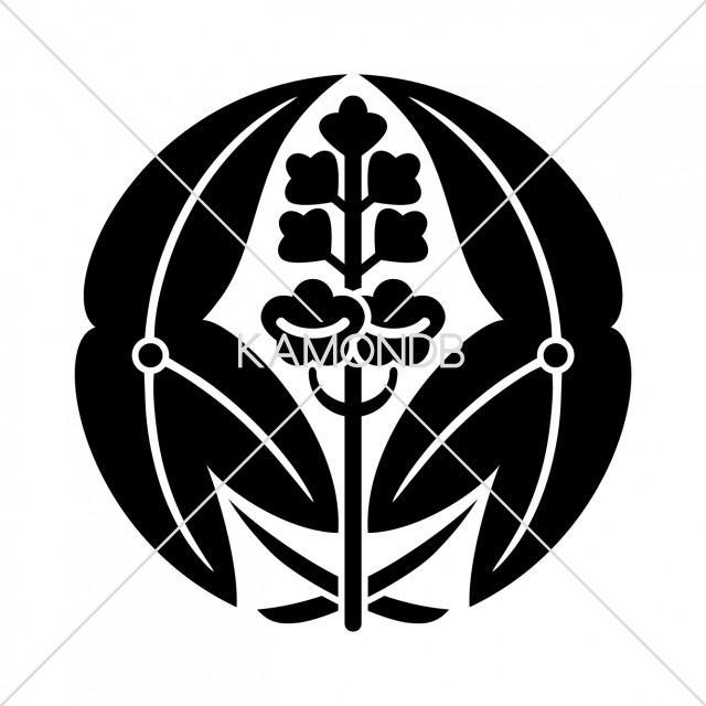 抱沢瀉