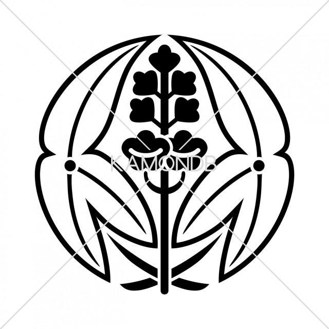 陰抱沢瀉