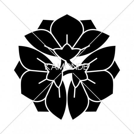 三つ横見桔梗(2)