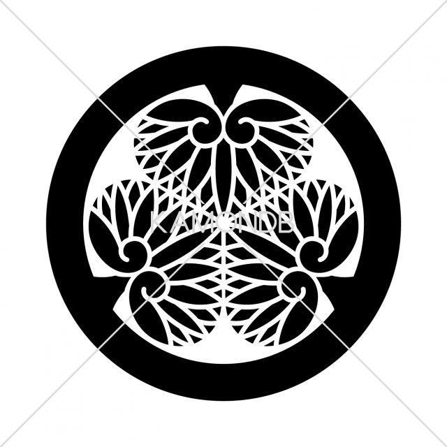 紀州三つ葵