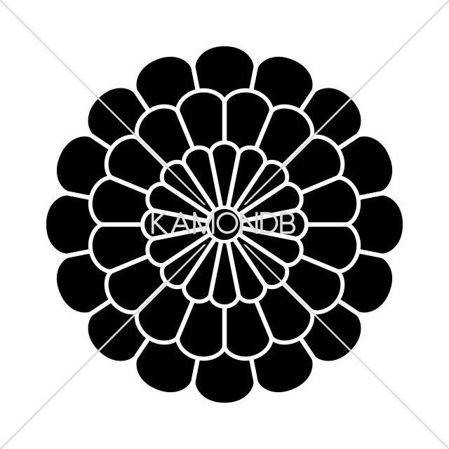 九重菊