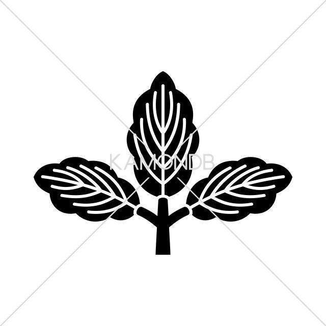 三つ葉柏
